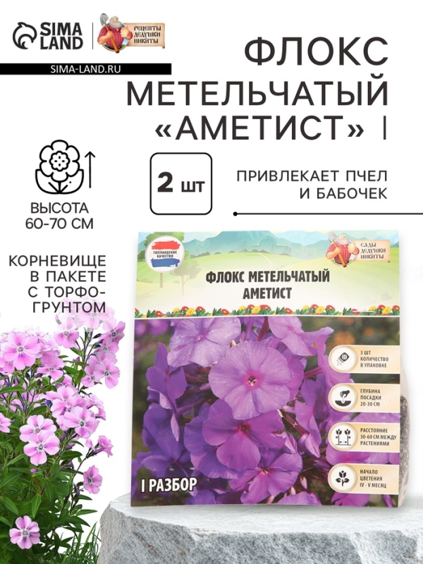 Флокс метельчатый «Аметист», корневище в пакете с торфогрунтом, р-р I, 2 шт.