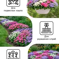 Семена цветов Агератум &laquo;Цветной фонтан&raquo;, смесь, 0.05 г, &laquo;Рецепты дедушки Никиты&raquo;