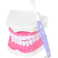 Набор для опытов &laquo;Анатомия&raquo;, челюсть человека