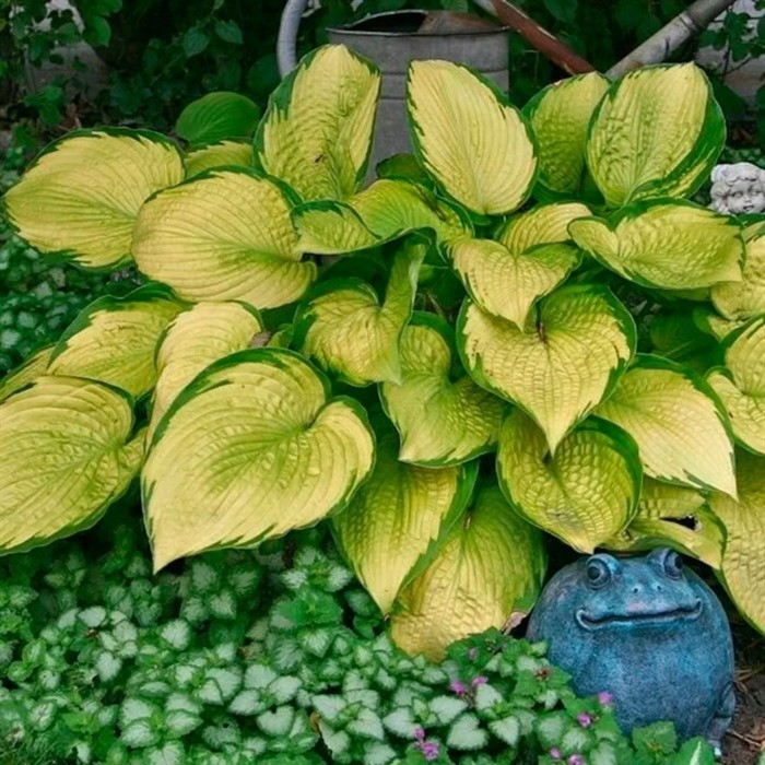 Хоста Форчуна Хоста Форчуна "Голд Стандарт", Горшок С3, 1 шт, Весна 2024