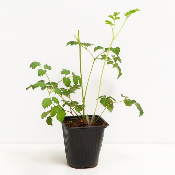 Астильба Арендса Пёпл Рейн, С1,5 горшок, Н10-50 высота, 1 шт, Лето 2024 Астильба Арендса Пёпл Рейн, С1,5 горшок, Н10-50 высота, 1 шт, Лето 2024