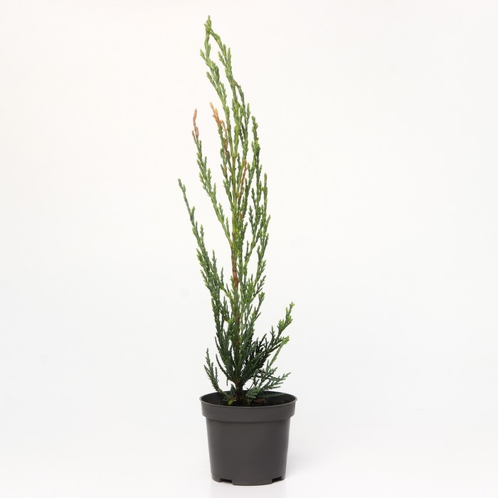 Можжевельник скальный Можжевельник скальный "Скайрокет", Р9, 1шт, h 3-20 см, Осень 2024