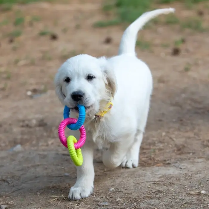 Жевательная игрушка дял собак &laquo;Всегда вместе!&raquo;, 3 кольца по 8 см, TPR, разноцветная