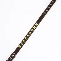 Ошейник &laquo;Красавчик&raquo;, 60&times;2.5 см, однослойный, тиснение фольгой, кожа, цвет МИКС