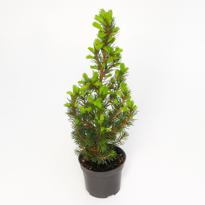 Ель канадская Ель канадская "Коника Децембр", Р9, 1шт, h 3-20 см, Осень 2024
