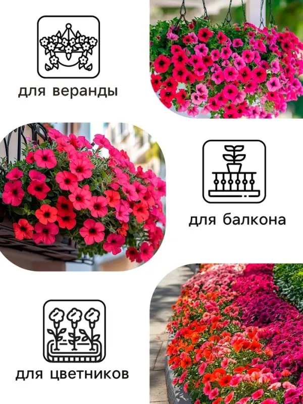 Семена цветов Петуния Суперкаскадная &laquo;Бургунди&raquo;, F1, 7 шт., &laquo;Семена Алтая&raquo;