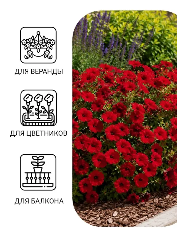 Семена Цветов Петуния &laquo;Джоконда&raquo;, F1, пурпурная, драже в пробирке, 5 шт., &laquo;Агрофирма АЭЛИТА&raquo;