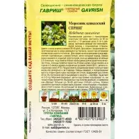 Семена цветов Морозник кавказский Спринг (лимонно-зеленый)* 0,1 г DHп