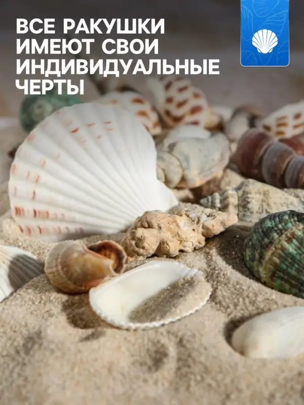 Набор ракушек Пижон Аква 100 г, микс №1