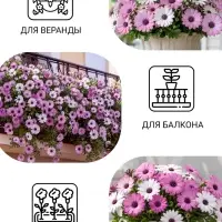 Семена цветов Остеоспермума &laquo;Небо и лед&raquo; смесь, 0.2 г
