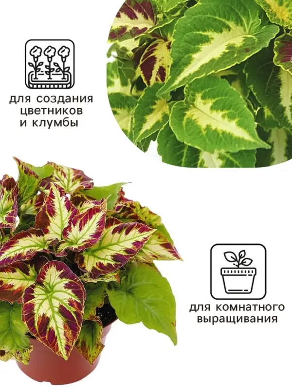 Семена цветов Колеус Визард Мозаик, 10шт Семена цветов Колеус Визард Мозаик, 10шт