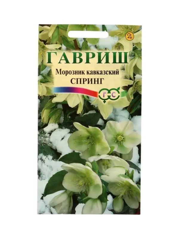 Семена цветов Морозник кавказский Спринг (лимонно-зеленый)* 0,1 г DHп
