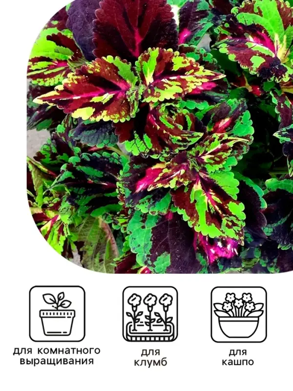 Семена цветов Колеус  Семена цветов Колеус "Фейерверк" Мозаика F1, О, 10 шт