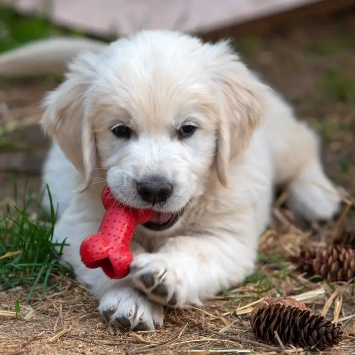 Жевательная игрушка для собак &laquo;Кость малая&raquo;, 8.5 см, TPR, красная