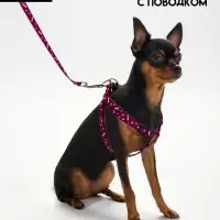 Шлейка с поводком &laquo;Классика&raquo;, ОГ 28-47 см, поводок 120&times;1 см, фиолетовая