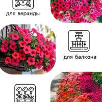 Семена цветов Петуния Суперкаскадная &laquo;Бургунди&raquo;, F1, 7 шт., &laquo;Семена Алтая&raquo;