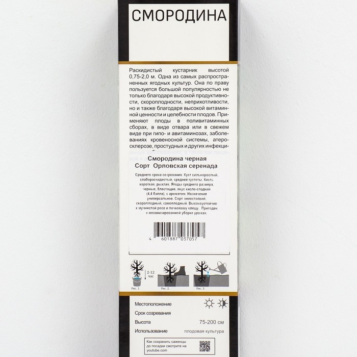 Смородина черная «Орловская серенада », перспективные сорта, саженец, 1 шт., туба Смородина черная «Орловская серенада », перспективные сорта, саженец, 1 шт., туба