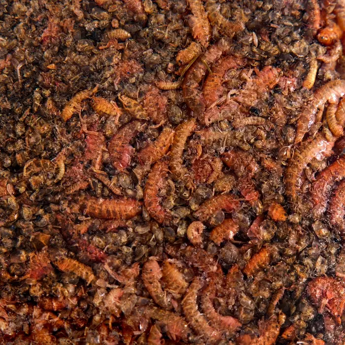 Корм для рыб Barrom «Рачки» (дафния/гаммарус), 15 г