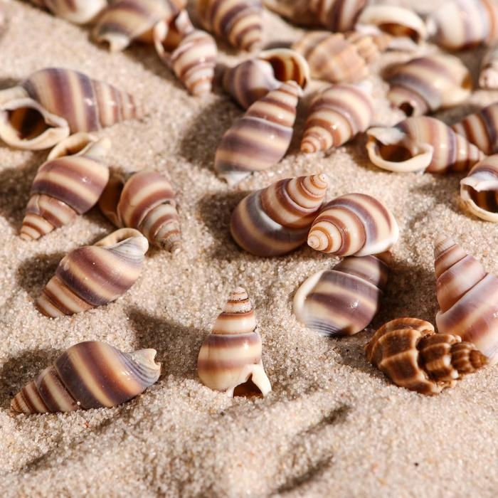 Набор ракушек, 1 - 2 см, 100 г Набор ракушек, 1 - 2 см, 100 г