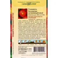 Семена цветов Гелихризум Огненный шар* 0,1 г