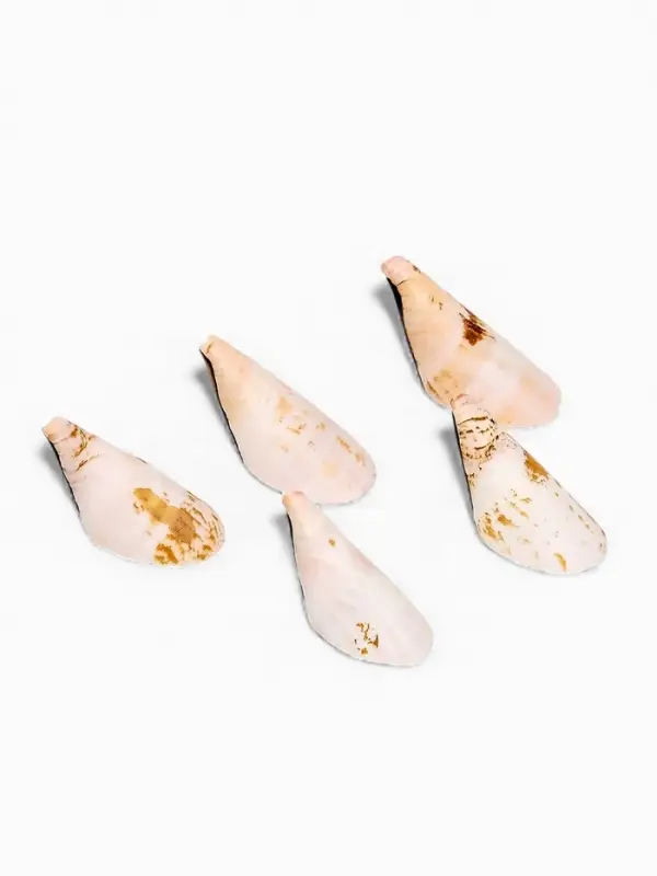 Набор ракушек декоративных, длина 4 см, 5 шт.