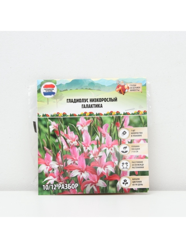 Гладиолус Низкорослый «Галактика», луковица цветов в пакете с перфорацией, р-р 10+, 7 шт.