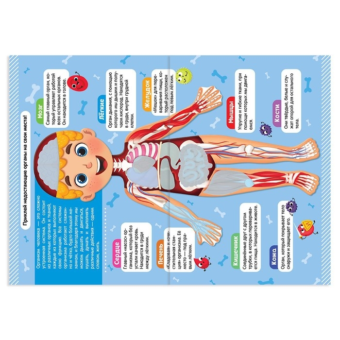 Наклейки набор «Тело человека», 2 шт. по 16 стр. Наклейки набор «Тело человека», 2 шт. по 16 стр.
