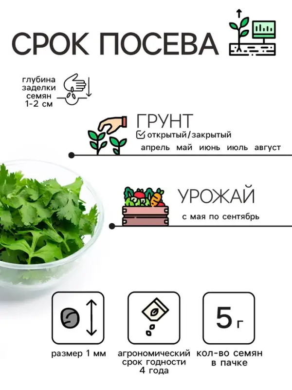 Семена Кориандр  Семена Кориандр "Бородинский", 5 г