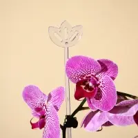 Опора для орхидей, h = 44 см, пластик, прозрачная, МИКС Опора для орхидей, h = 44 см, пластик, прозрачная, МИКС