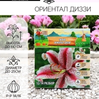 Лилия «Ориентал Диззи», луковица в пакете с перфорацией, р-р 14/16, 2 шт.
