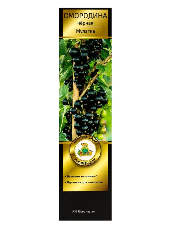 Смородина черная «Мулатка », перспективные сорта, саженец, плодовый, 1 шт., туба Смородина черная «Мулатка », перспективные сорта, саженец, плодовый, 1 шт., туба