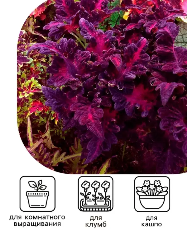 Семена цветов Колеус &laquo;Чёрный дракон&raquo; F1, 10 шт., однолетник, &laquo;Престиж семена&raquo;