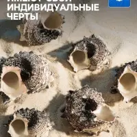 Набор ракушек с перламутром, 3 - 6 см, 100 г