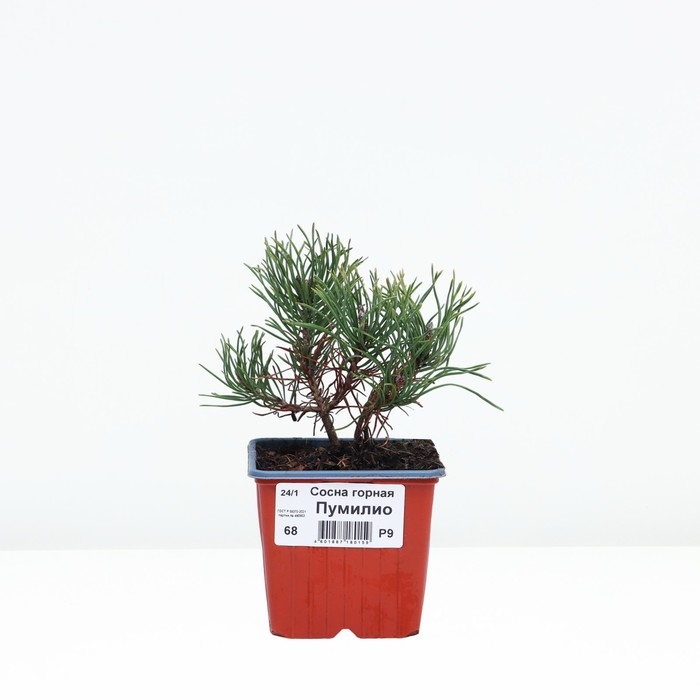 Сосна горная «Пумилио», саженец, хвойный, Р9, 1 шт., h=3-20 см Сосна горная «Пумилио», саженец, хвойный, Р9, 1 шт., h=3-20 см