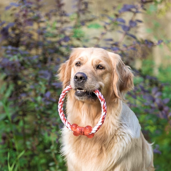 Игрушка тренировочная канатная "Круг с косточкой", до 100 г, микс цветов