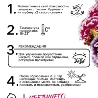 Семена цветов Виола Виттрока &laquo;Махровое кружево&raquo;, триколор, F1, 4 шт., двулетник, &laquo;Гавриш&raquo;