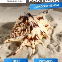 Ракушка декоративная, 7-11 см