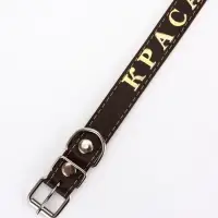 Ошейник &laquo;Красавчик&raquo;, 60&times;2.5 см, однослойный, тиснение фольгой, кожа, цвет МИКС