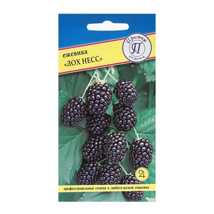 Семена Ежевика ремонтантная  Семена Ежевика ремонтантная "Лох Несс" ,  10 шт