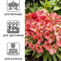 Семена цветов Петуния &laquo;Шейк&raquo; строберри, F1, 5 шт., Hem Genetics, &laquo;АЭЛИТА&raquo;
