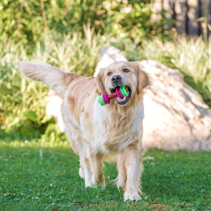 Игрушка жевательная 15,5 х 5,5 см, розовая/зелёная/красная Игрушка жевательная 15,5 х 5,5 см, розовая/зелёная/красная