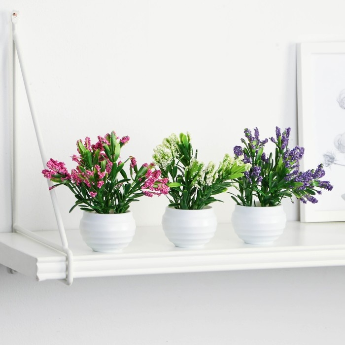 Бонсай в горшке Бонсай в горшке "Крассула" 5,5х11 см, микс