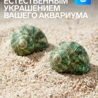 Набор ракушек декоративных, длина 4-5 см ширина 2 см, 2 шт.