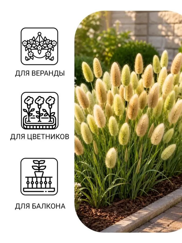 Семена цветов Лагурус &laquo;заячий хвостик&raquo;, однолетник, 10 шт.