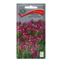 Набор семян Статица "Суприм карминная", 5 шт.