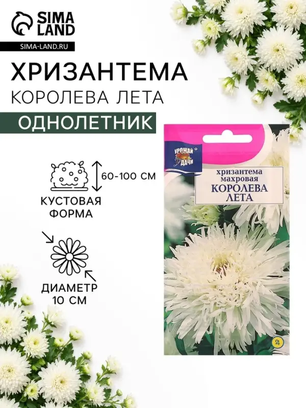 Семена цветов Хризантема многоцветковая &laquo;Королева лета&raquo;, 0.03 г, &laquo;УРОЖАЙ УДАЧИ&raquo;