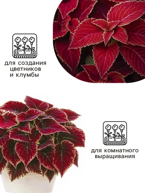 Семена цветов Колеус Визард Вельвет ред, 10шт Семена цветов Колеус Визард Вельвет ред, 10шт