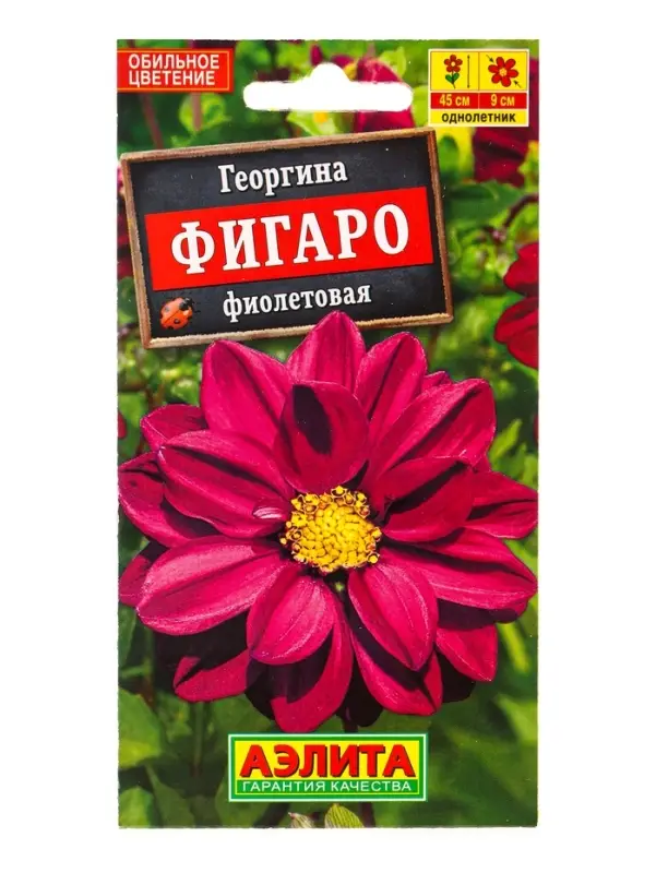 Семена цветов Георгина Фигаро махровая фиолетовая , Ц/П,7 шт. Семена цветов Георгина Фигаро махровая фиолетовая , Ц/П,7 шт.