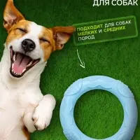 Жевательная игрушка дял собак &laquo;Волна&raquo;, 7&times;1 см, TPR, голубая