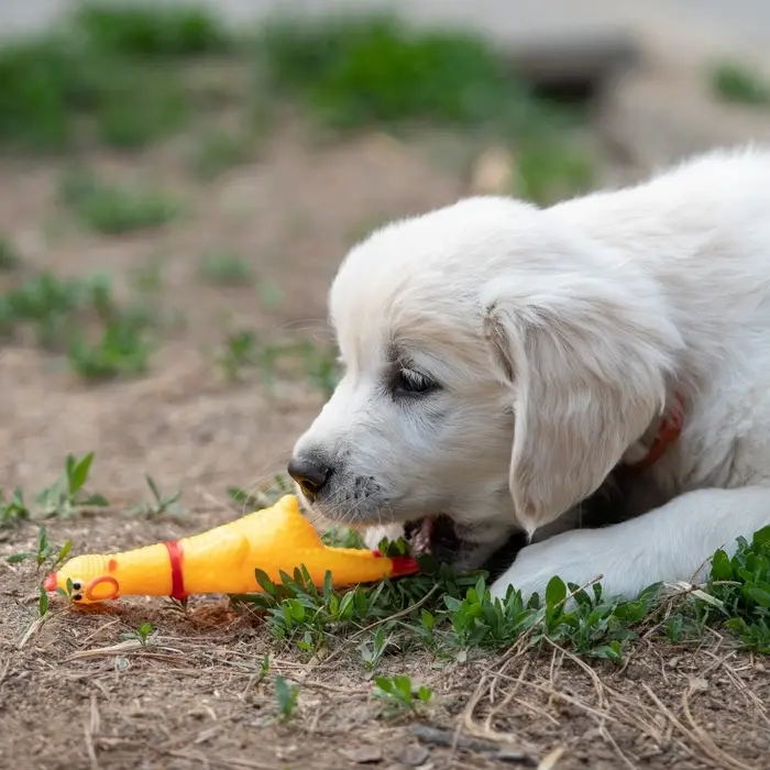 Игрушка для собак малая &laquo;Задумчивая курица&raquo;, 16.5 см, жёлтая